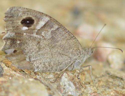 Réf. 252 535 : Hipparchia statilinus